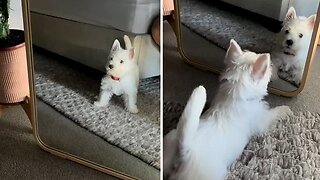 Adorable Westie Puppy Discovers Her Reflection For The First Time