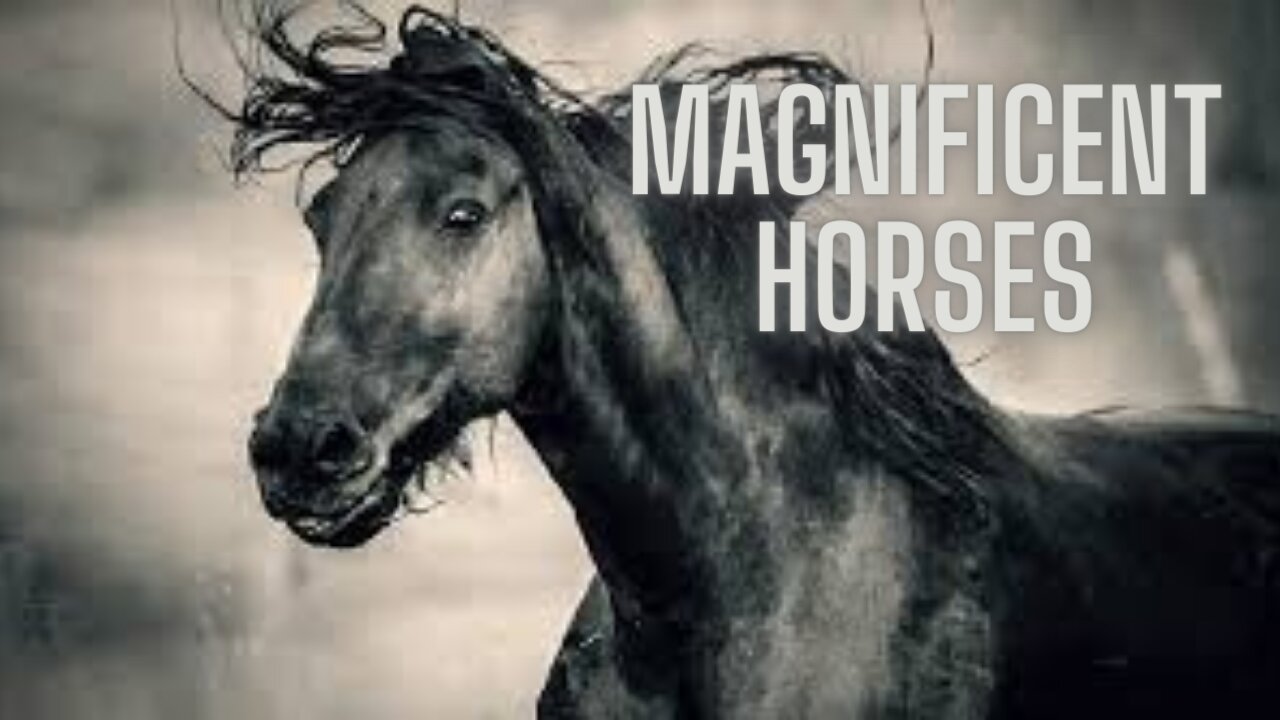 Magnificent horses