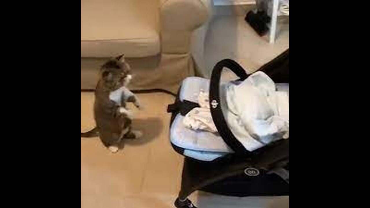 Cats Are Natural Babysitters , funniest cat videos #cute cats and babies