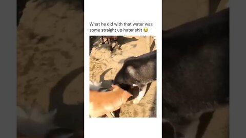Alpha