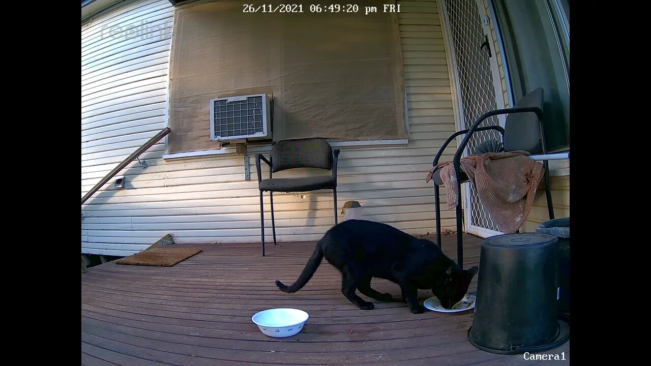 Black stray male cat