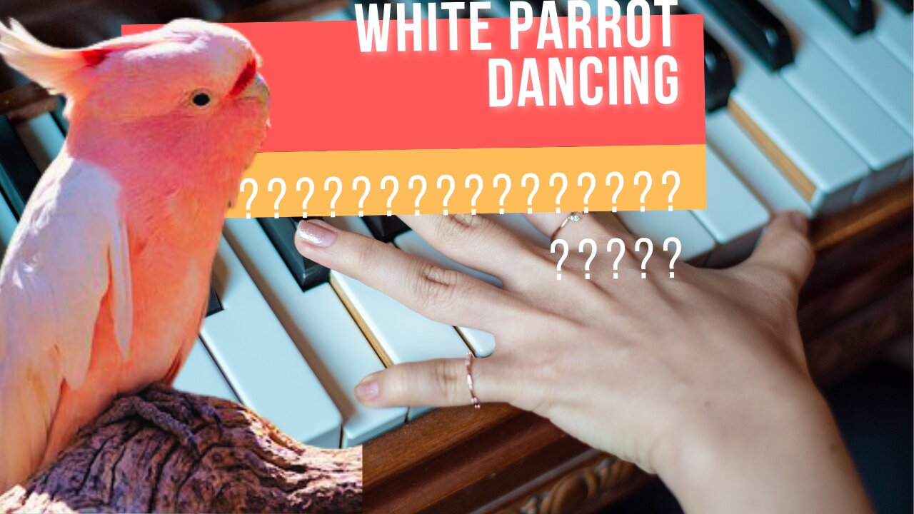 parrot dacing do you believe it ??