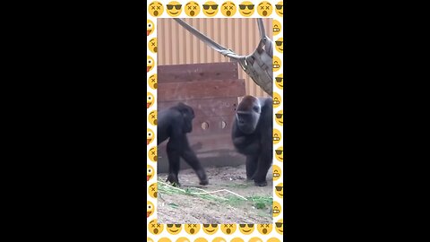 Funny monkey
