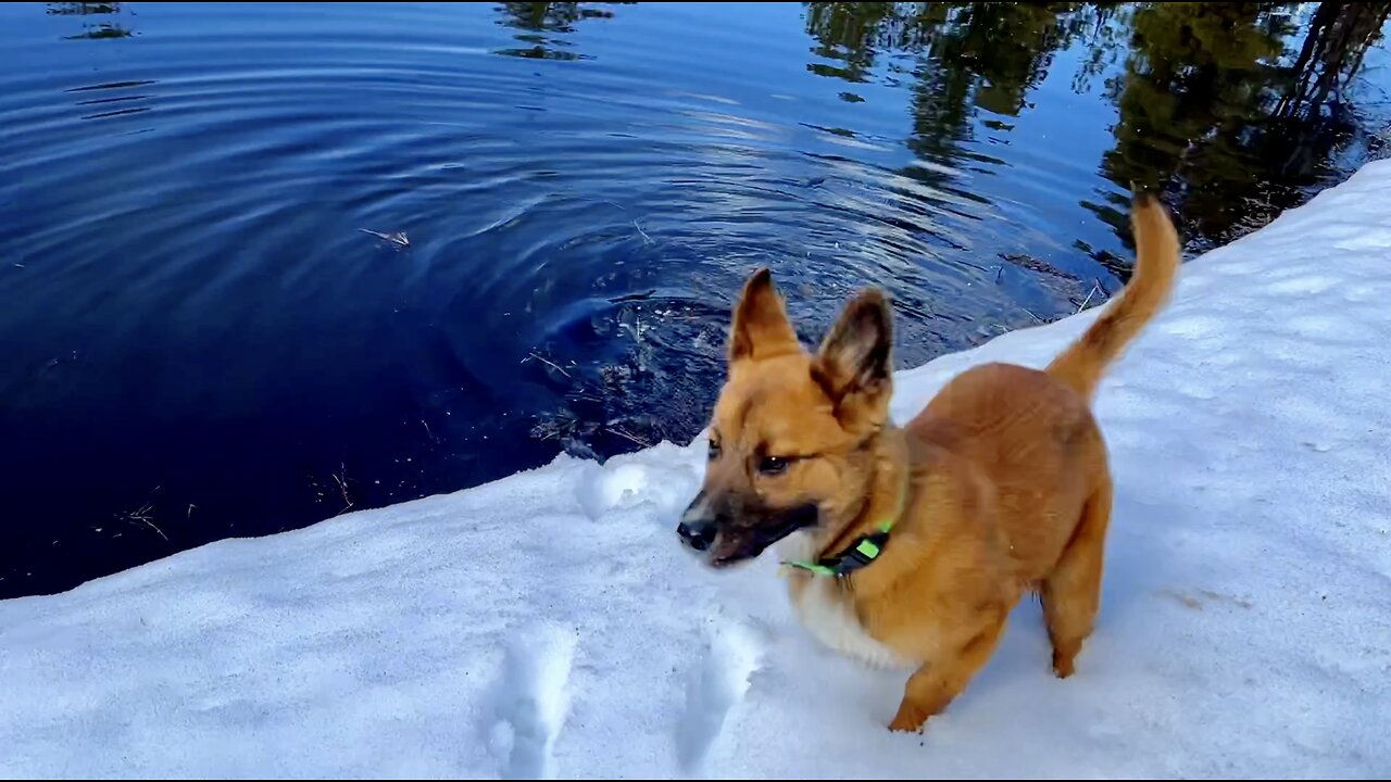 Abandoned Navajo Rez Dog Enjoying Her New Off-Grid Life - Our First Hiking and Fly Fishing Trip #dog