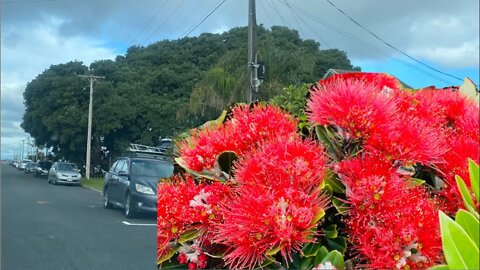 The largest Pohutukawa tree in New Zealand