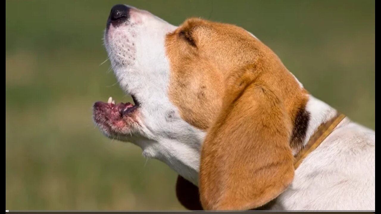 Top 10 dog barking moments ❤️