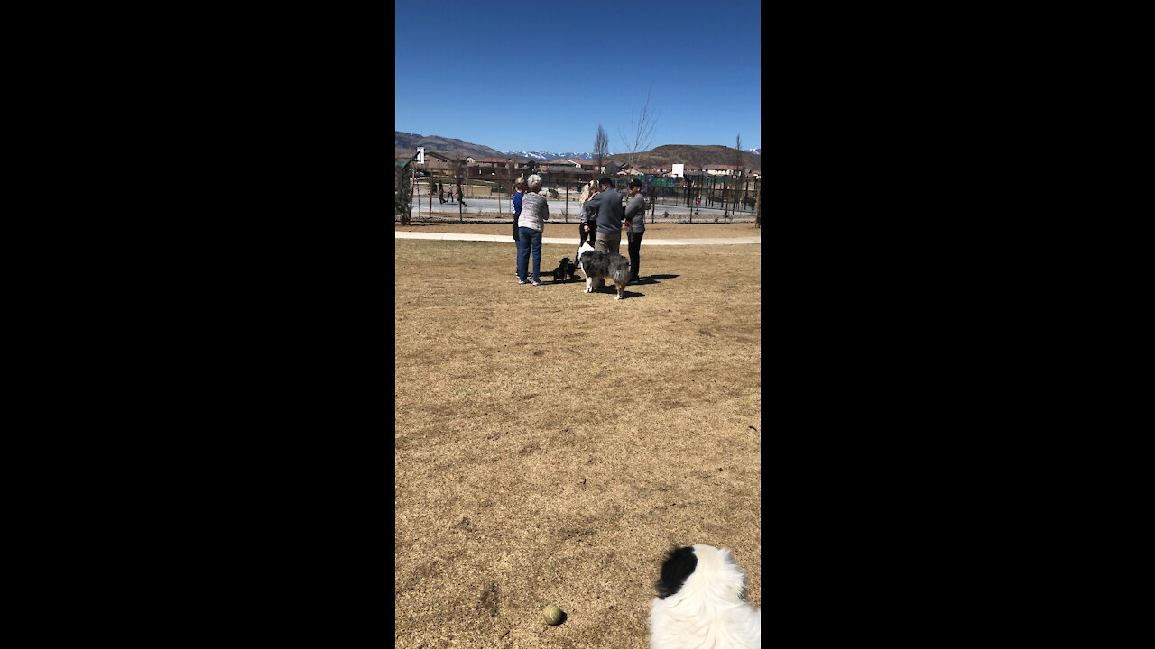 Dog park