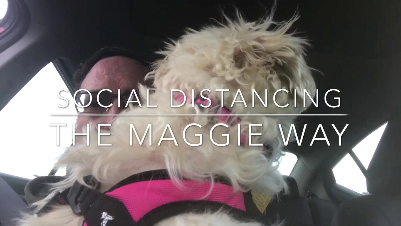 Maggie The Maltese Dog Goes For A Social Distancing Ride