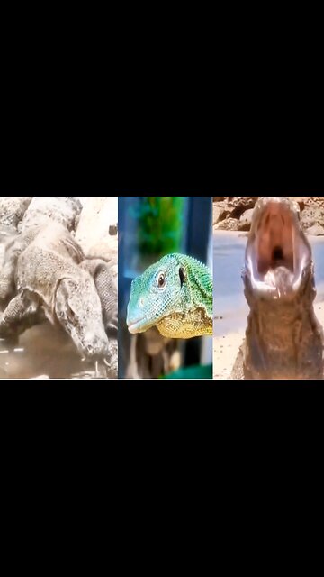 From fierce komodo dragons to adorable bearded dragons, this video has it all!