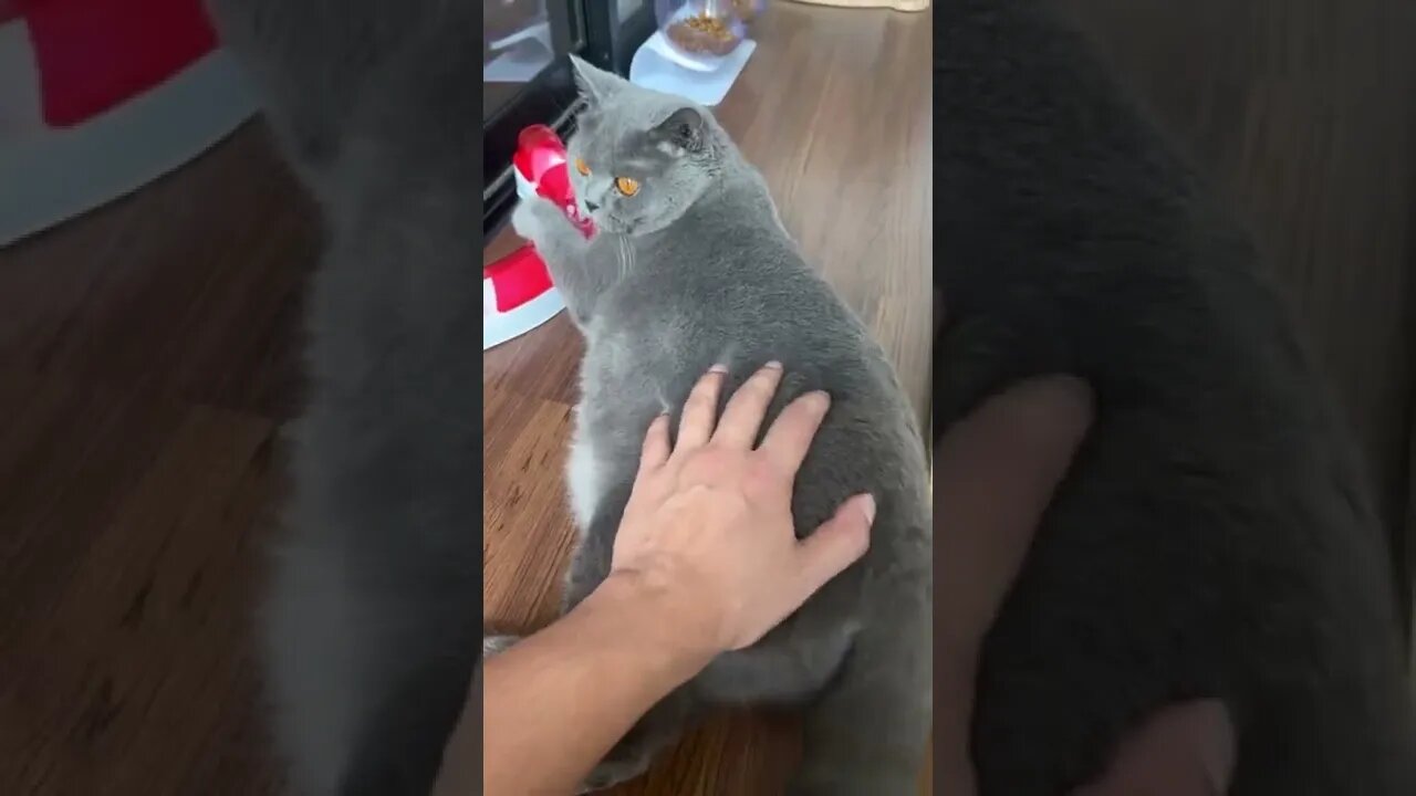 support 1000 Subscribe 🥰 funny cats #shorts
