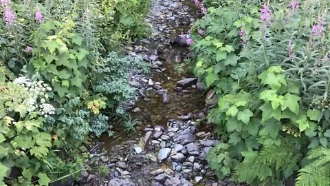 Upper Whitefish Lake Creek