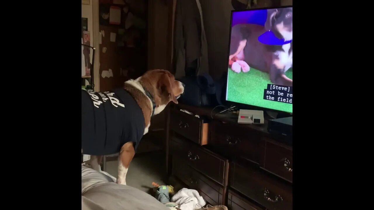 Banchee the Beagle Reacts to the Puppy Bowl