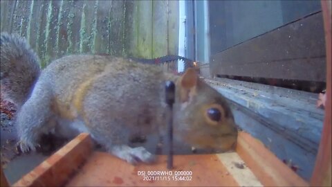 Ride Along with Q #298 - Squirrel Feeder 03 - Camera Attacked 11/15/21 - Videos by Q Madp