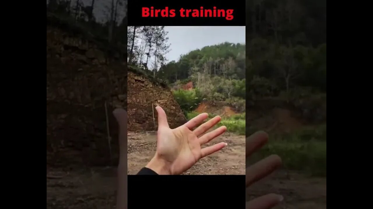 Beautifull birds training