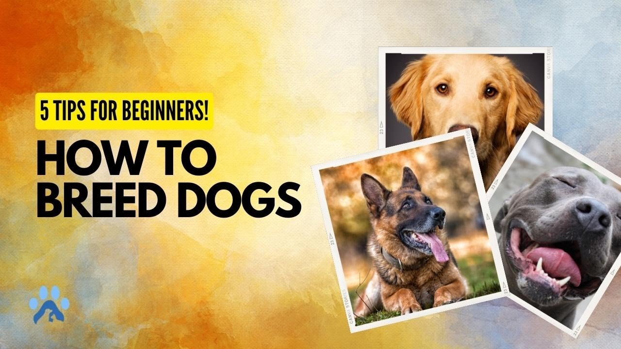 How To Breed Dogs | 5 Tips For Beginners | Pets Guide