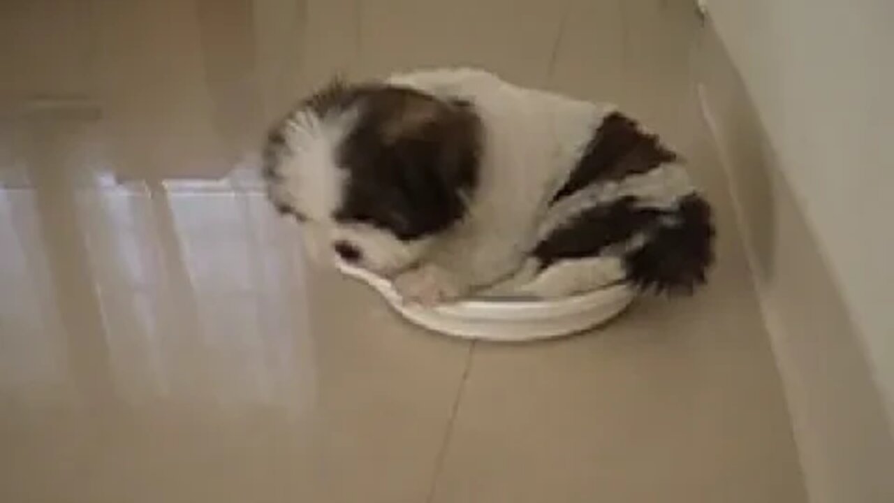 Nemo Sleeping in a dish