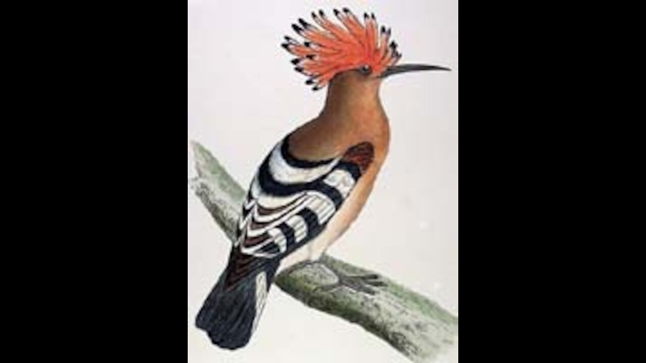 Termite and Prophet Sulaiman [ Soloman ] hoopoe bird