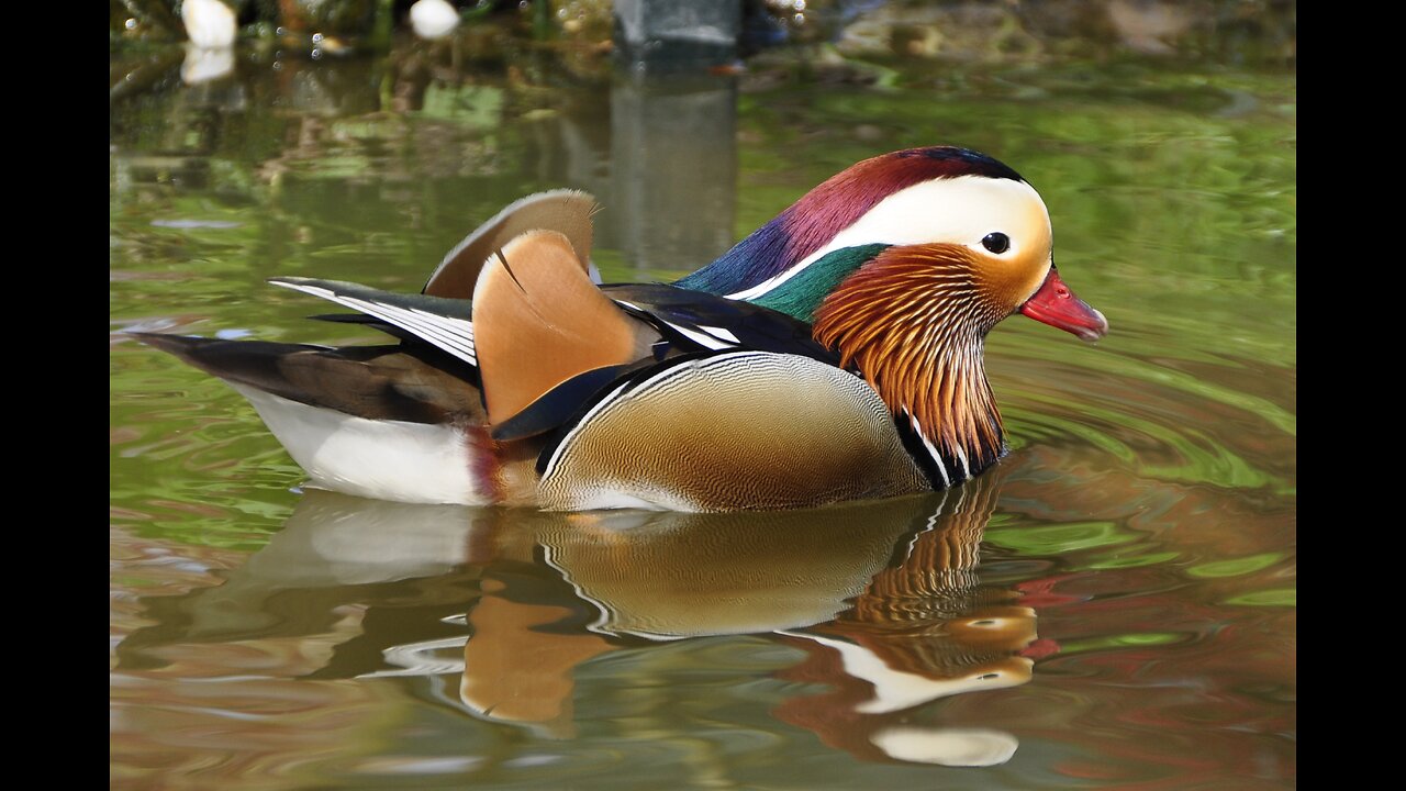 Beautiful Birds.اجمل واغرب الطيور