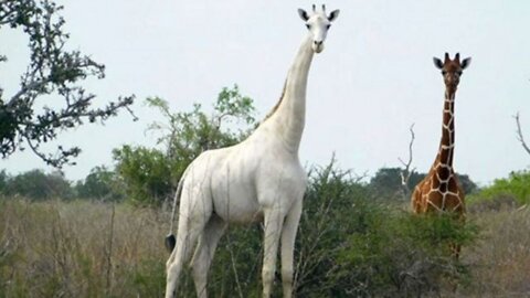 albino rare animal