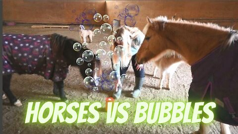 Horses Vs Bubble Machine!