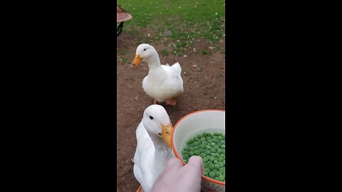 Bowl of Peas VS. Ducks