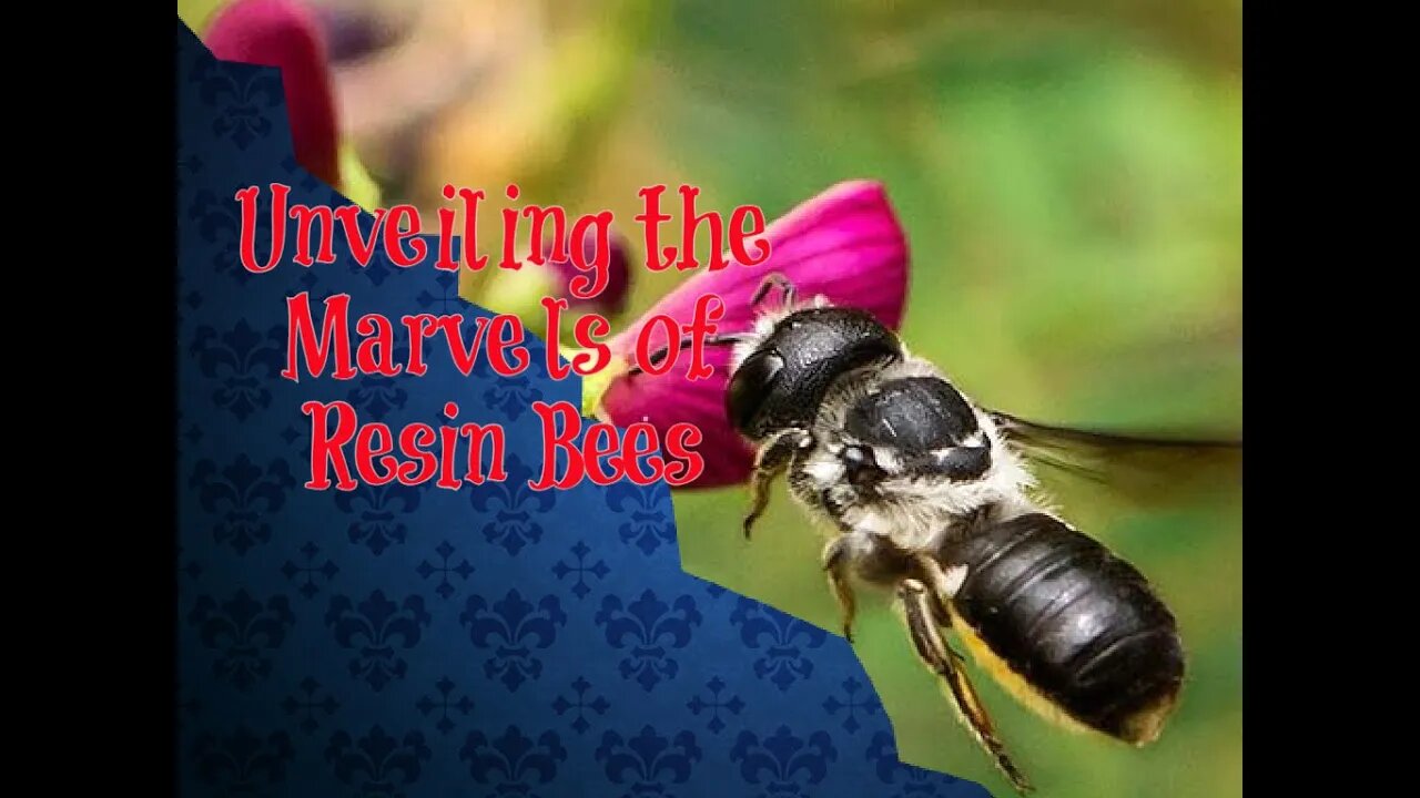 Unveiling the Marvels of Resin Bees