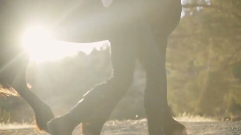 Side view female legs walking with unrecognizable purebred stallion in sunrays outdoors. Young slim