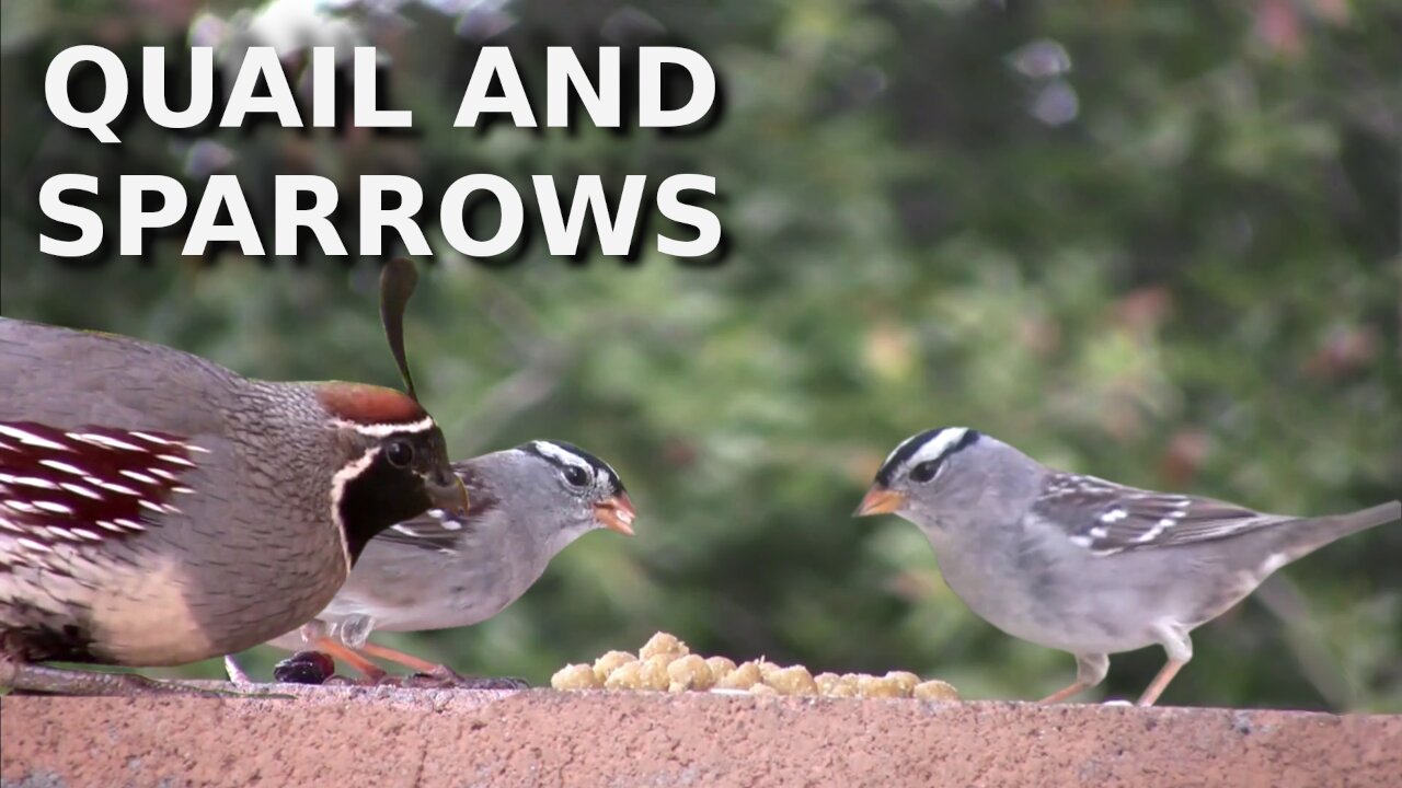 Sparrows and Quail eating suet