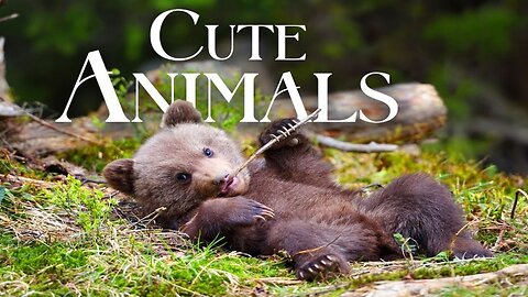 Cute Baby Animals 🐻 4K - Relaxation Film with Beautiful Piano Music | bookishears