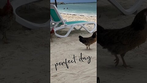 Perfect Day at CocoCay! #shorts