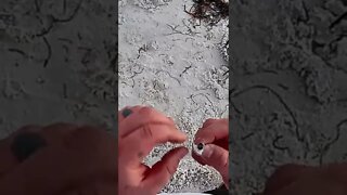 Metal Detecting Florida Beach For Treasure