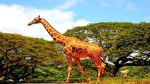 Animals video! Wildlife video! Best Wildlife Compilation, Wild Animals..