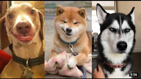 🤣Funny Dog Videos 2020🤣 🐶 It's time to LAUGH with Dog's life