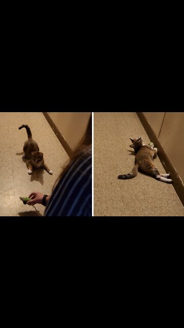 Silly Kitten Plays Fetch Just Like A Dog