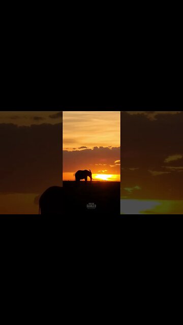 Elephant Sunrise #shorts | #ShortsAfrica