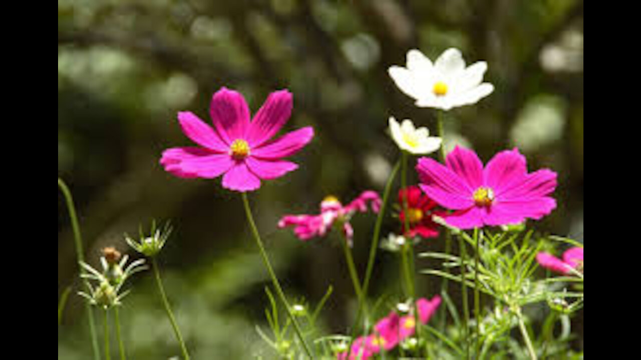 Beautiful Relaxing Music, Beautiful Blooming Flowers