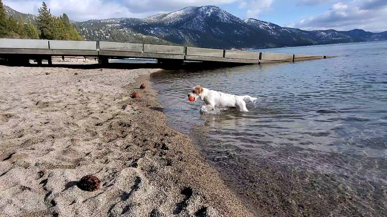 Ares swims to get the ball