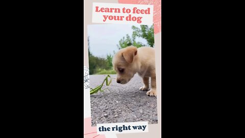 HOW TO FEED YOUR DOG - dog playing with insects