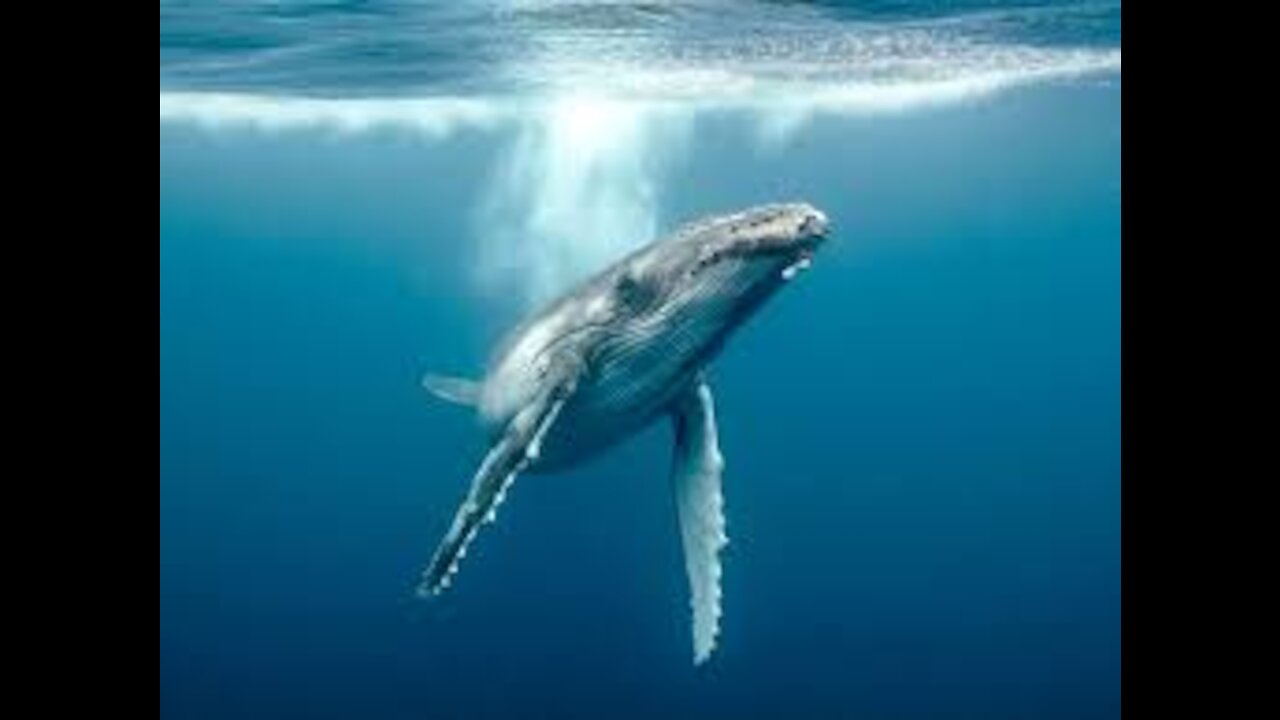 Blue Whale blowing 100 meter from the boat - Baja California - Thore Noernberg Whale Watching