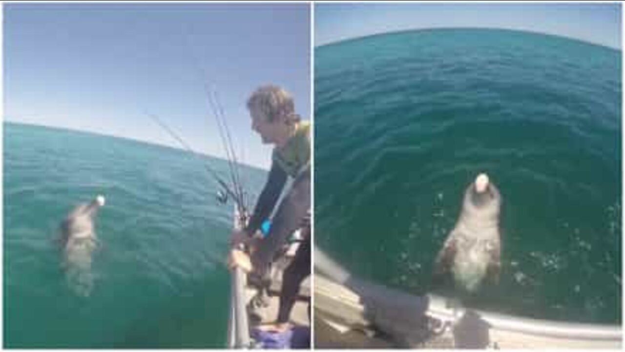 Tenero delfino saluta gli spettatori sulla barca