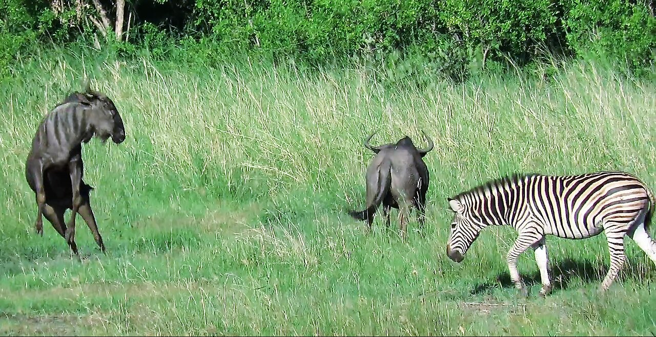 Confused zebras caught off guard by wildebeests' erratic behavior