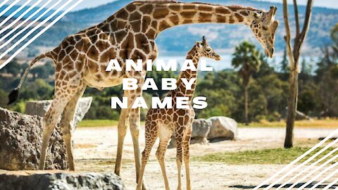 Names of animal babies/FOR CHILDREN