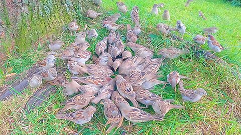 Grass and Roots, House Sparrows are Digging for Treasure