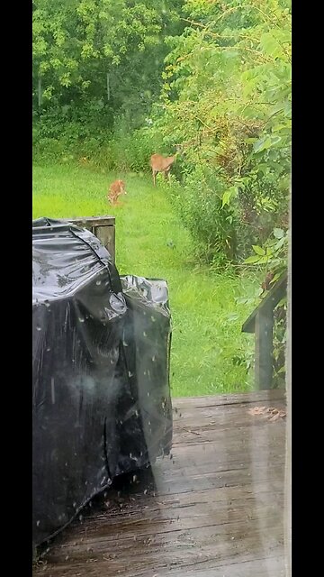 Out our Kitchen Window on this Rainy 4th Of July 2024