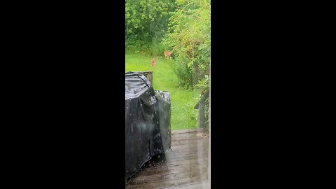 Out our Kitchen Window on this Rainy 4th Of July 2024