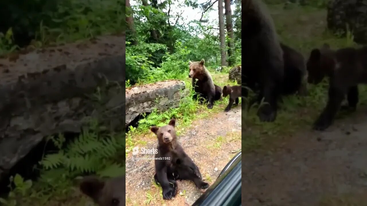 OMG! Brown Bear Cuteness!