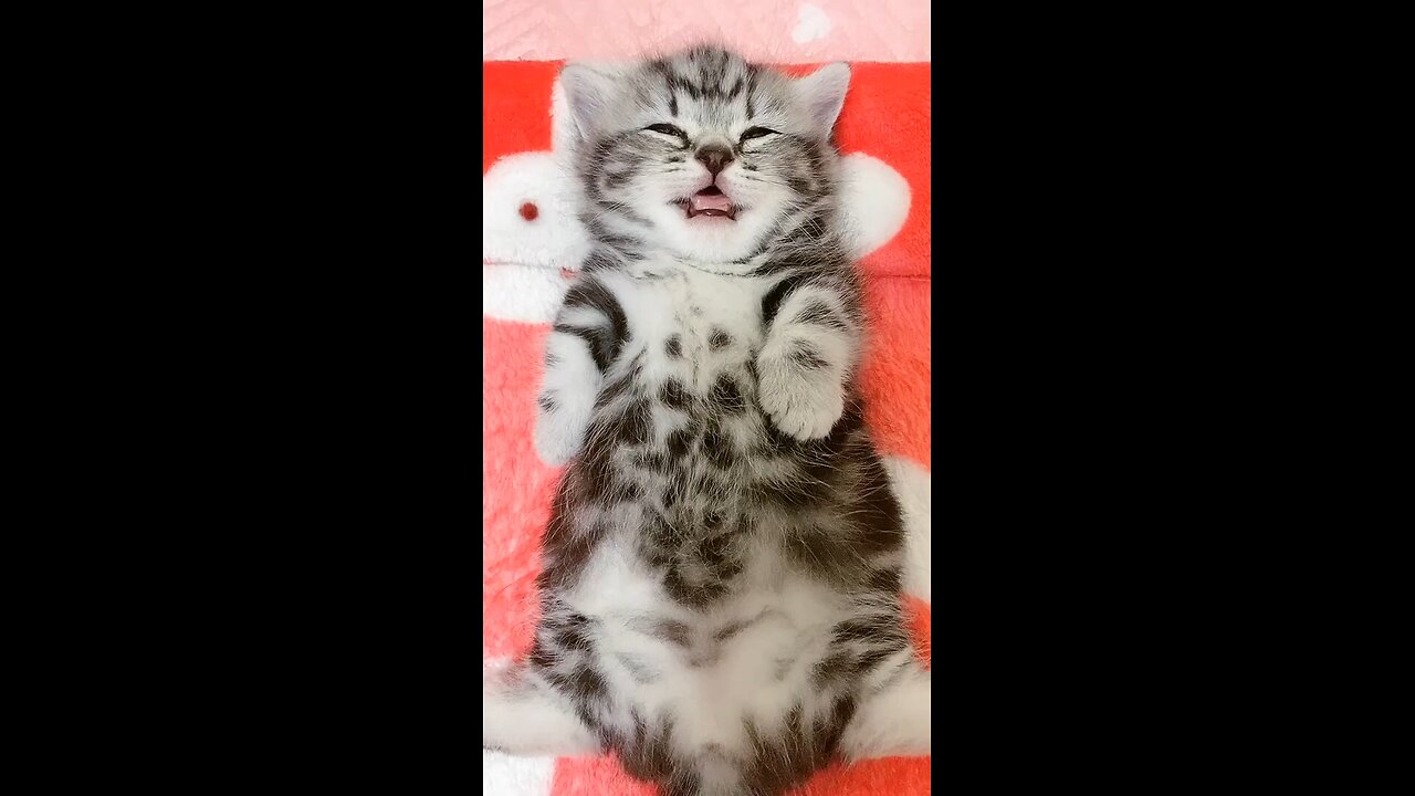 Ultimate Baby Cats - Cute and Funny Cat Videos Compilation@Shorts_Full-HD