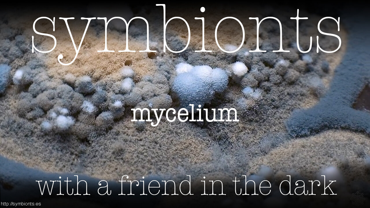 Mycelium