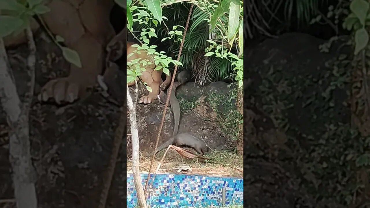 Adorable Mongoose Playtime! 🐾 #MongooseFun #CuteAnimals #youtubeshorts