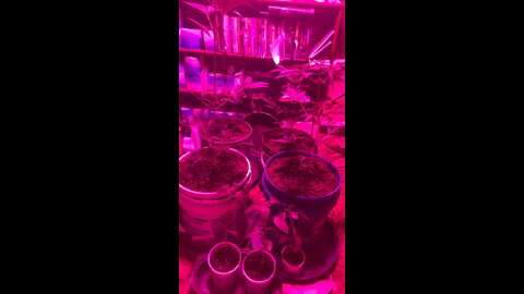 #Marijuana 3-18-22 Dhp greenhouse